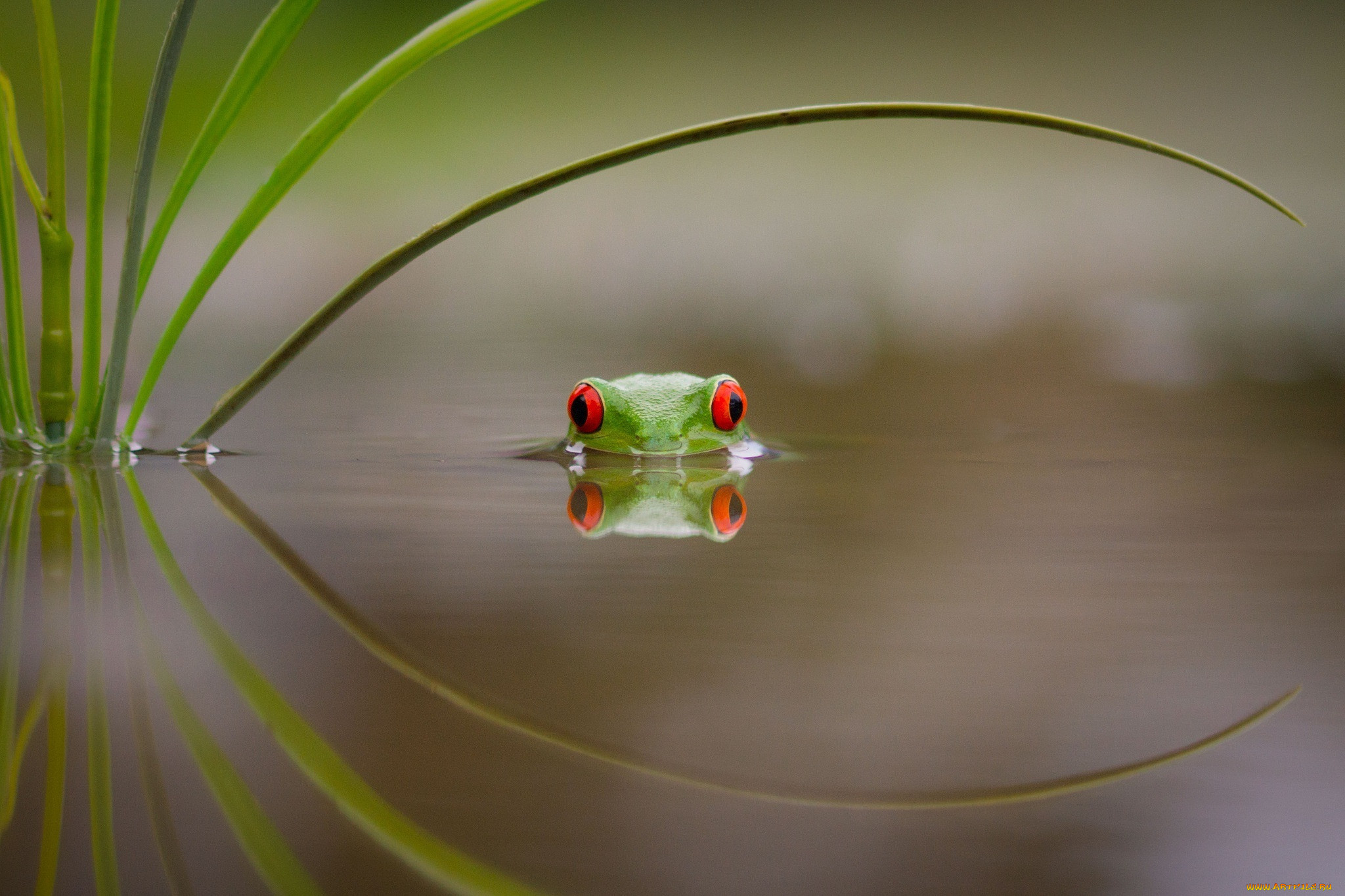 , , , , , leave, , beauty, , , frog, , red, eyes, colourfull, , , swimming, , , lake, water